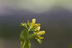 Spotted St. Johnswort